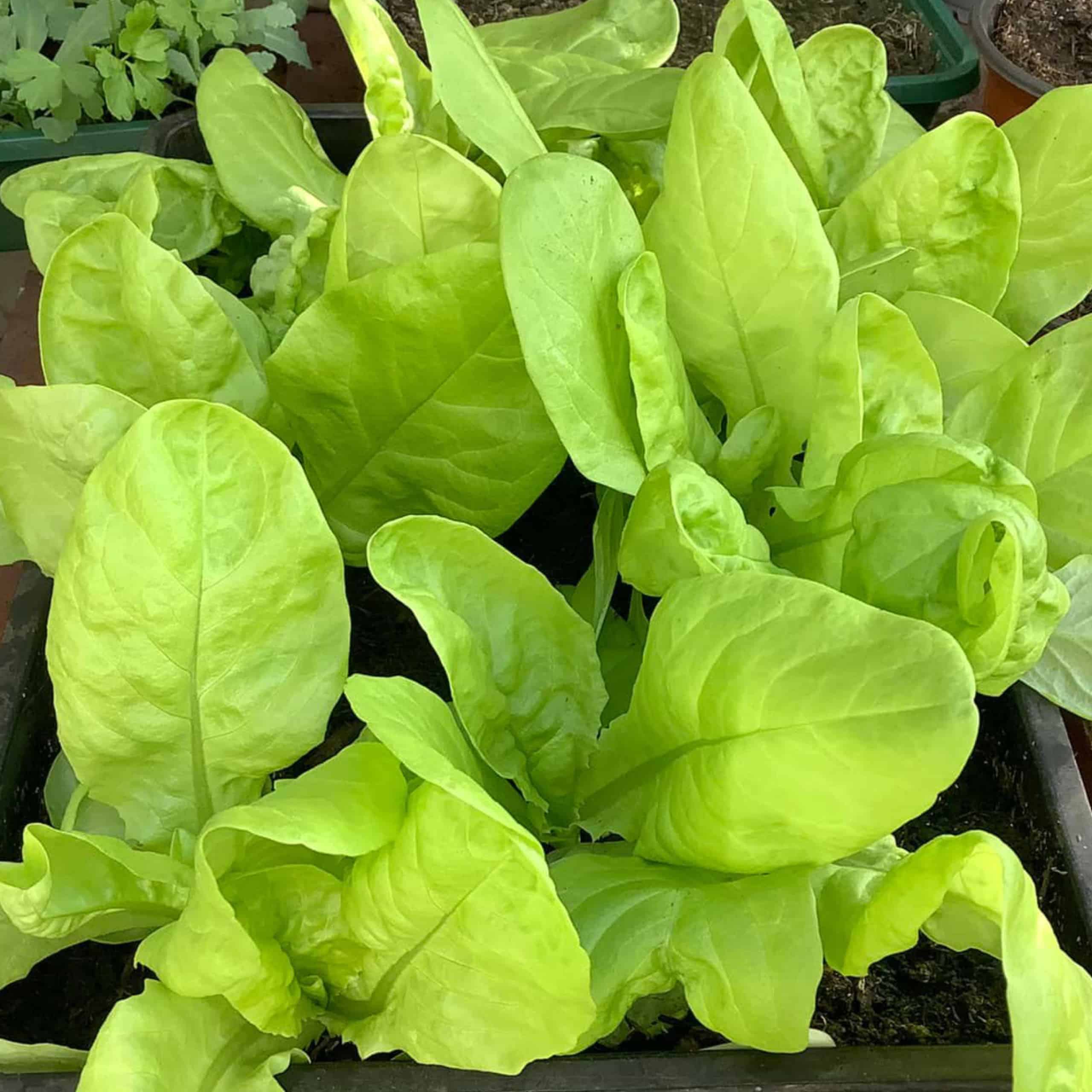 Homegrown lettuce from the Featherton House greenhouse in Deddington, Oxfordshire.